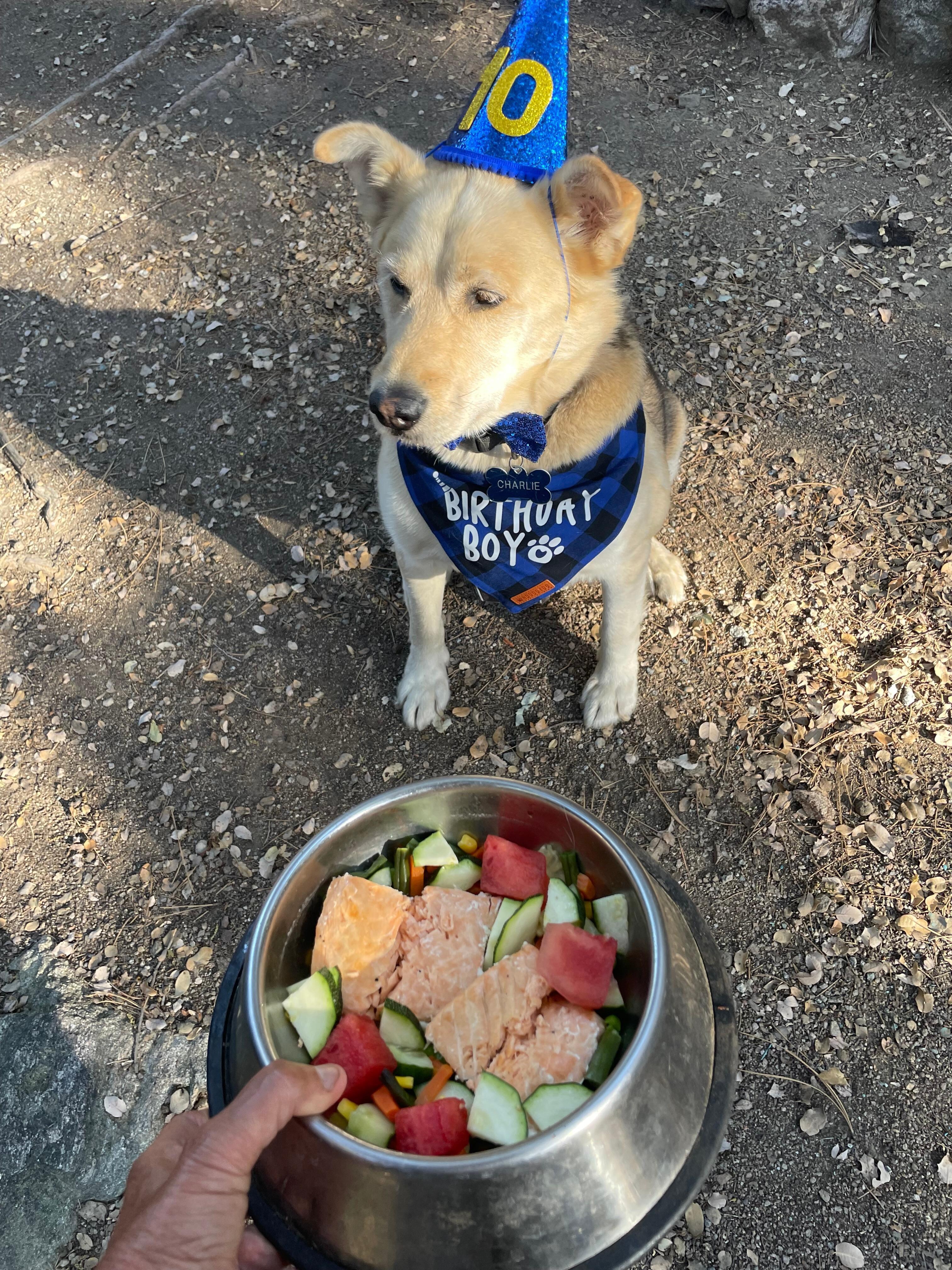 My dogs 10th birthday 