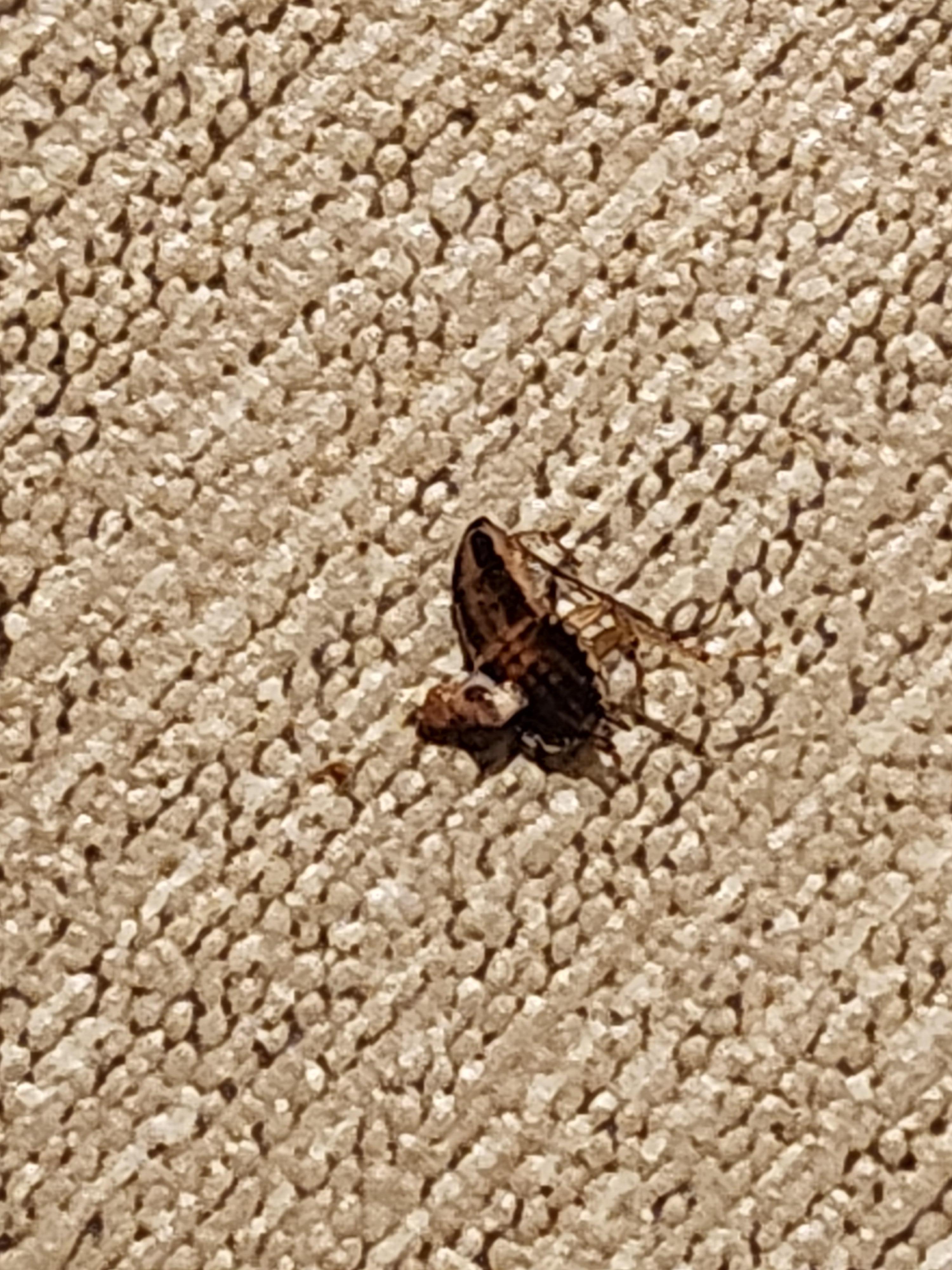A small "brown bug"