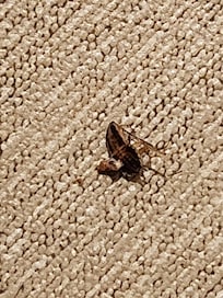 A small "brown bug"