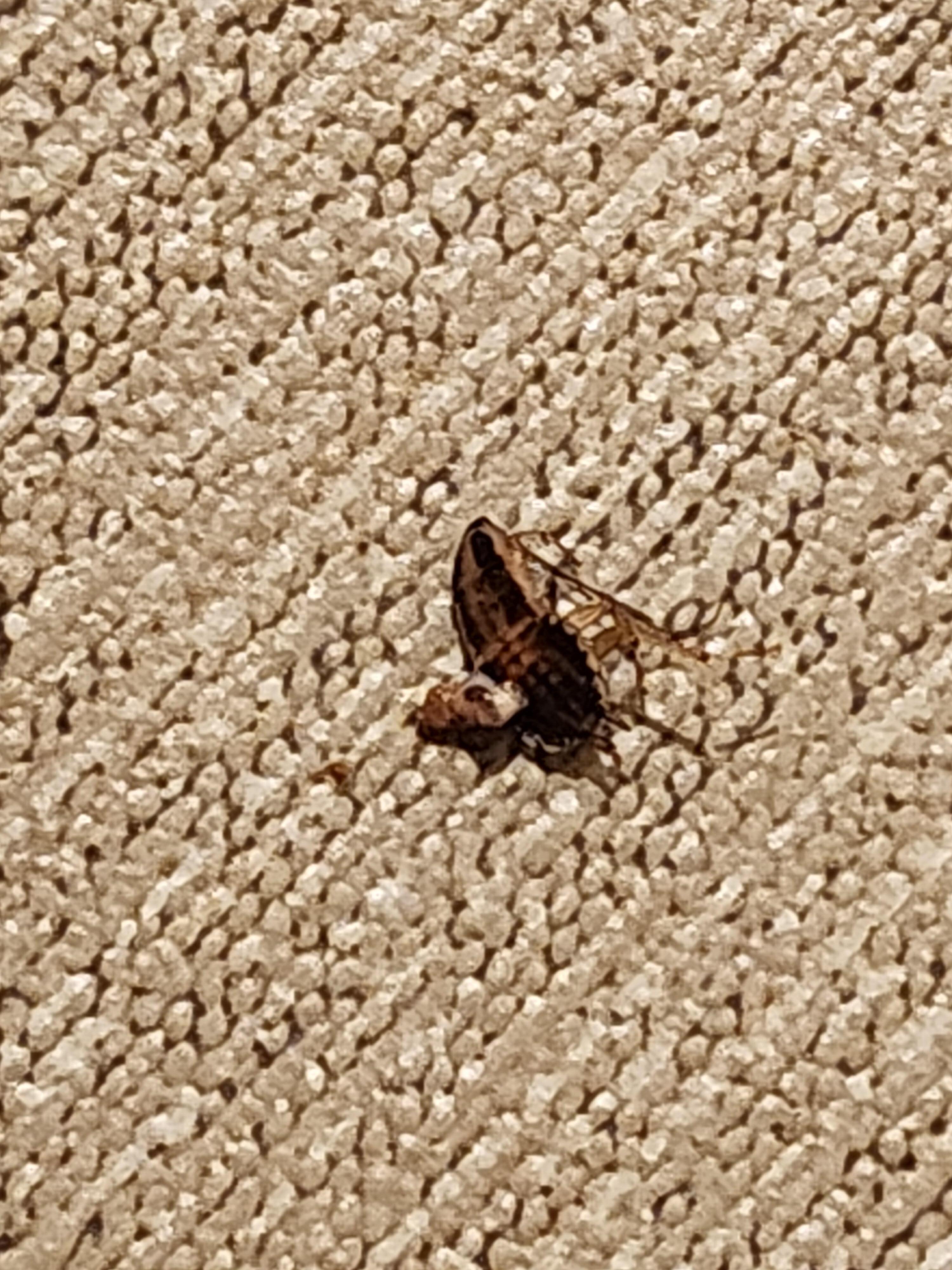 A small "brown bug"