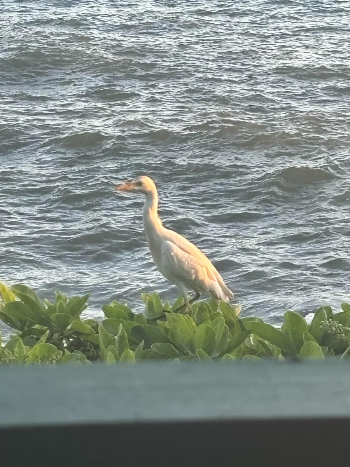Nature watching from the deck