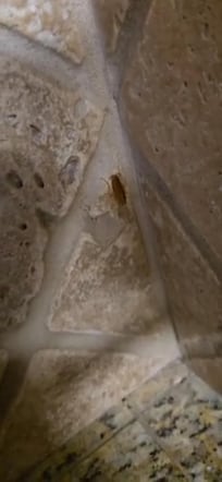 German roaches in kitchen