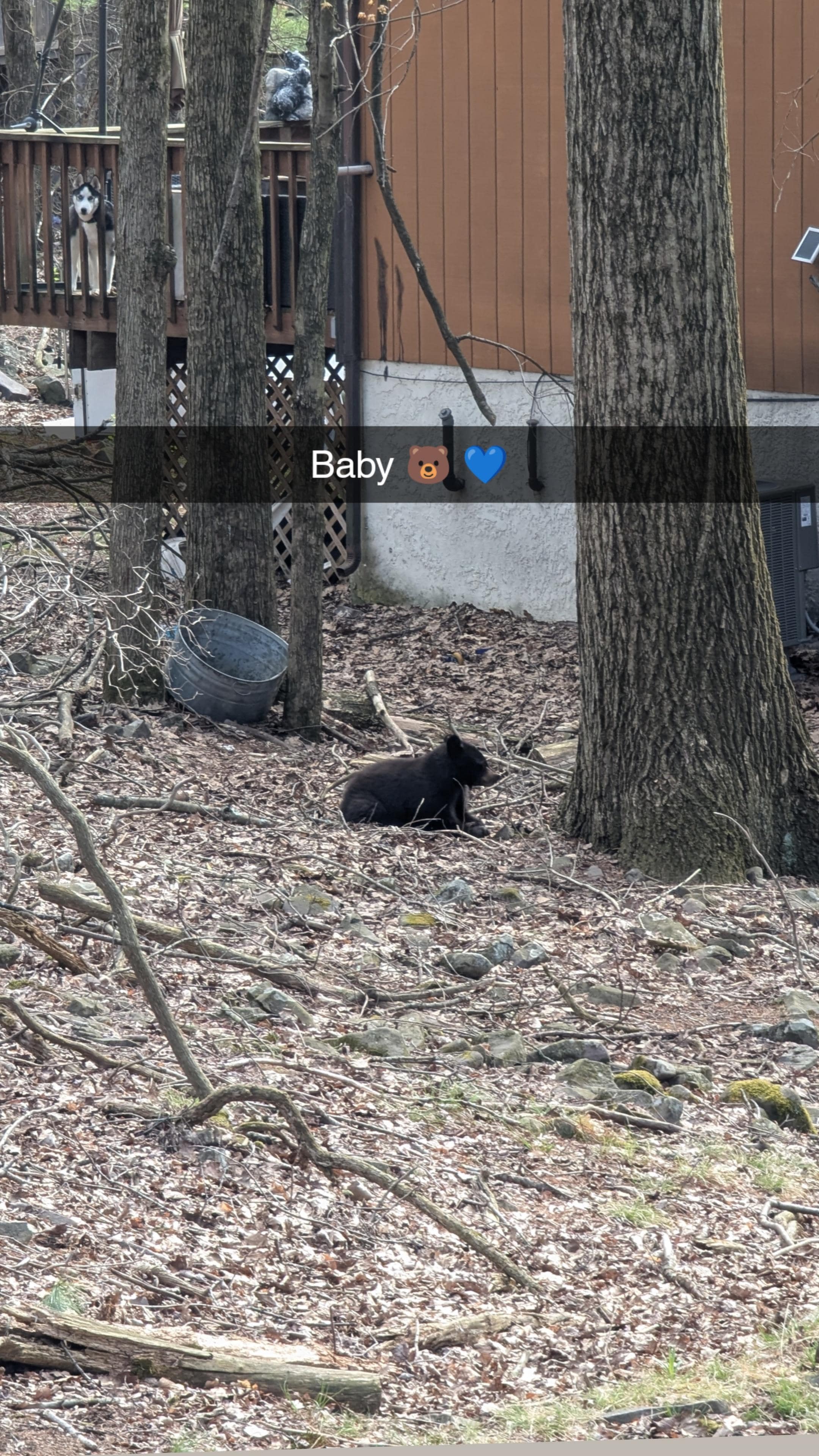 We saw a baby bear in the backyard!