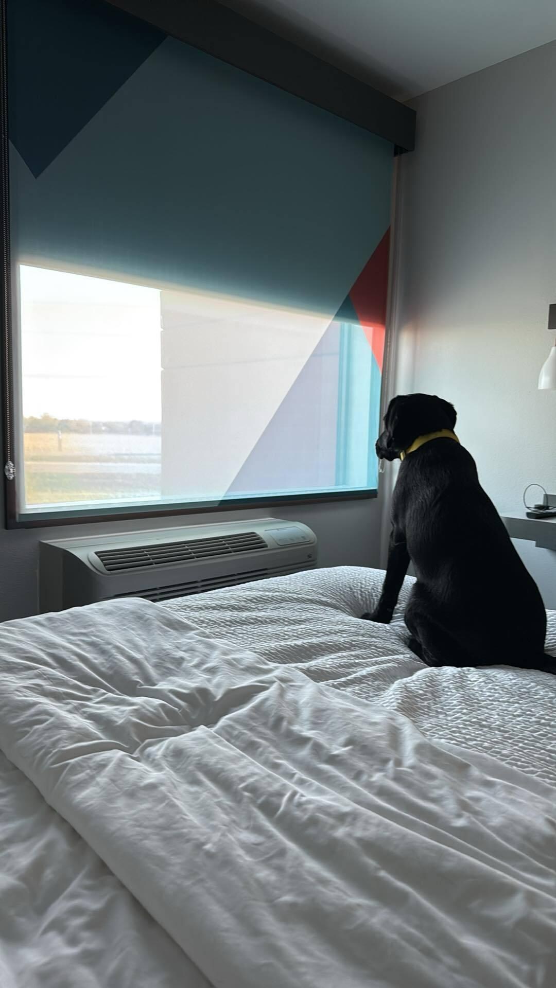 Dog friendly location! 