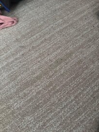 Ants. A long stream of ants.