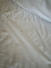 Chinches en la cama