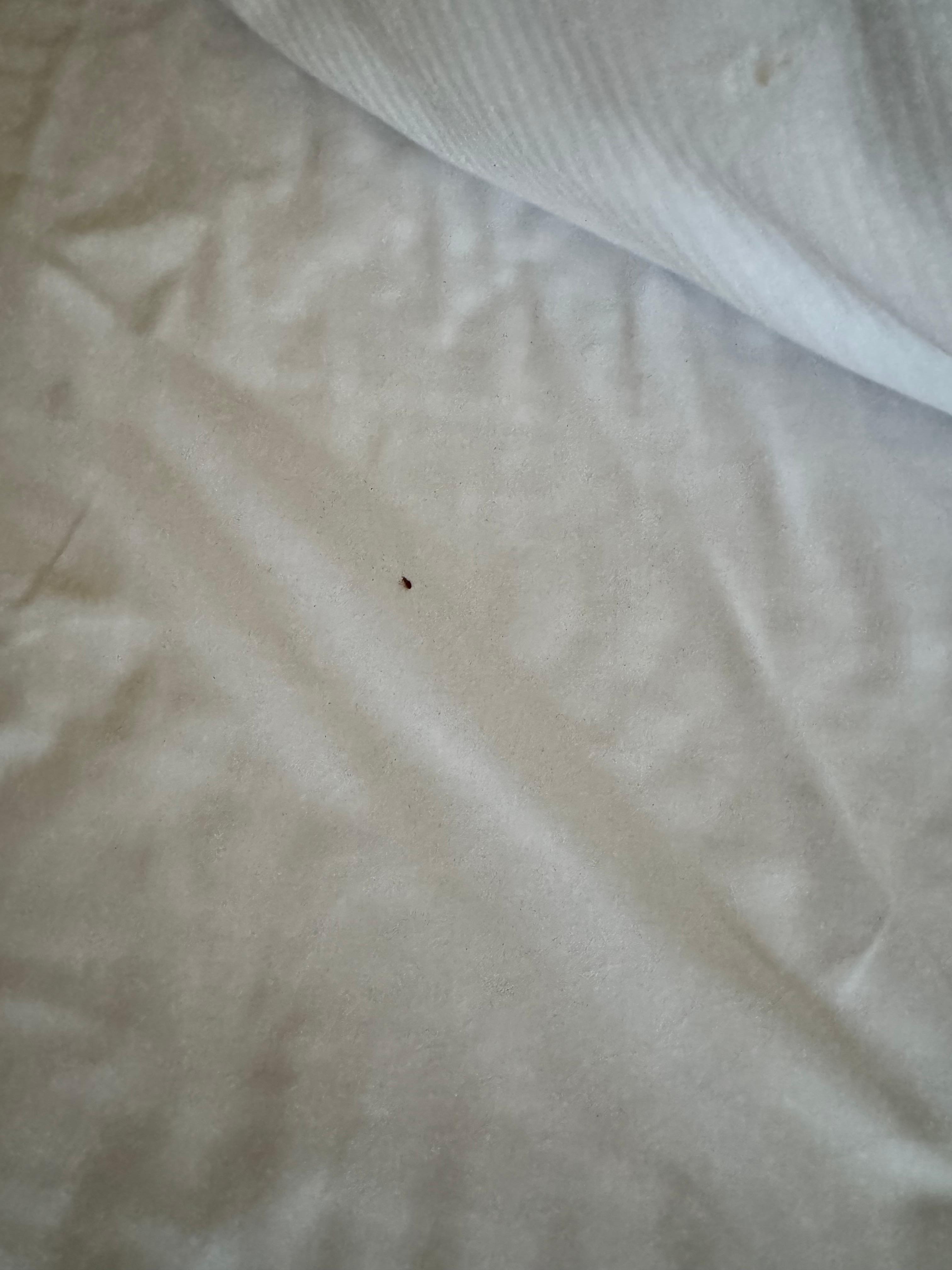 Chinches en la cama