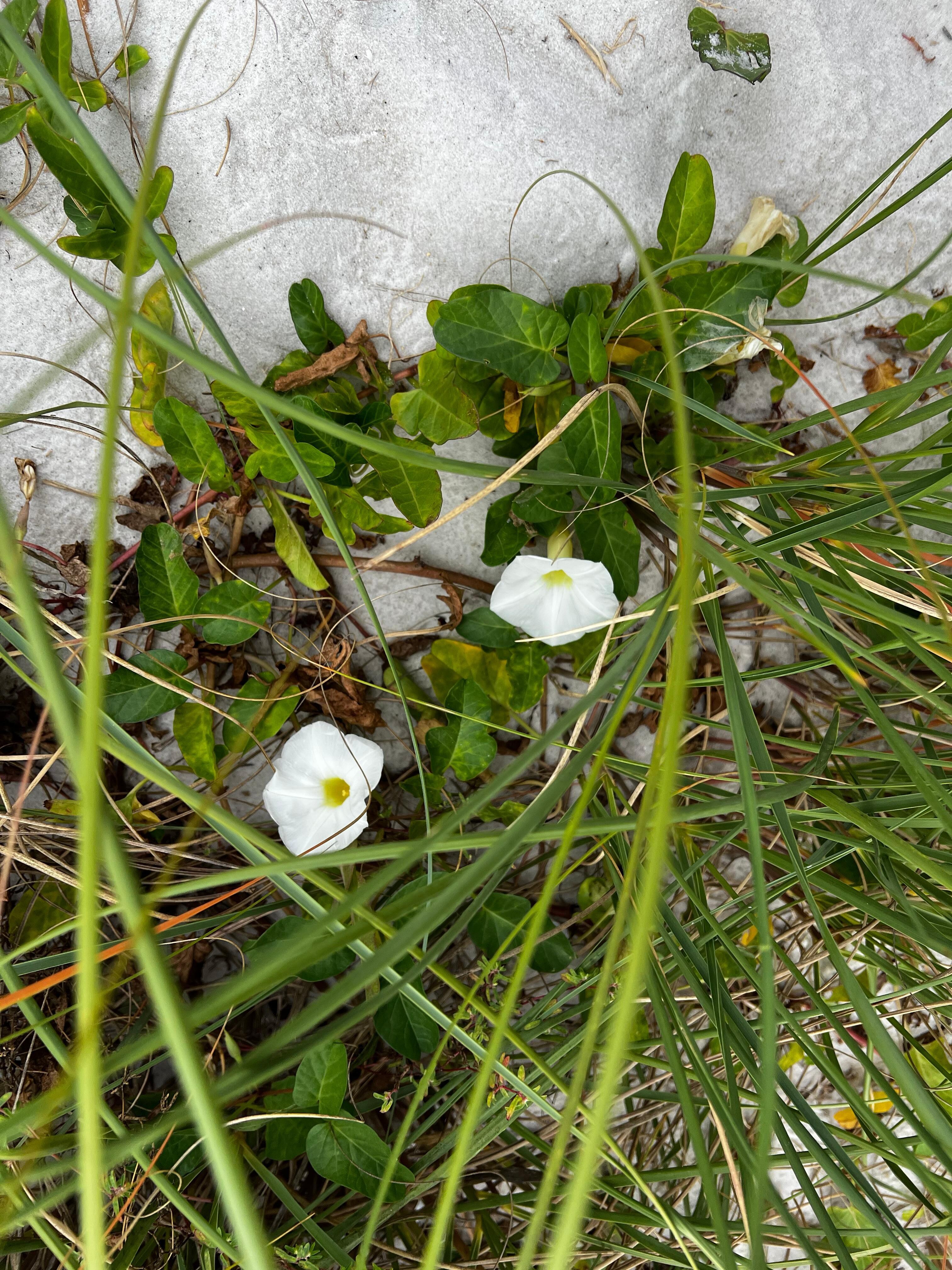 Simple beauty at base of stairs leading to beach