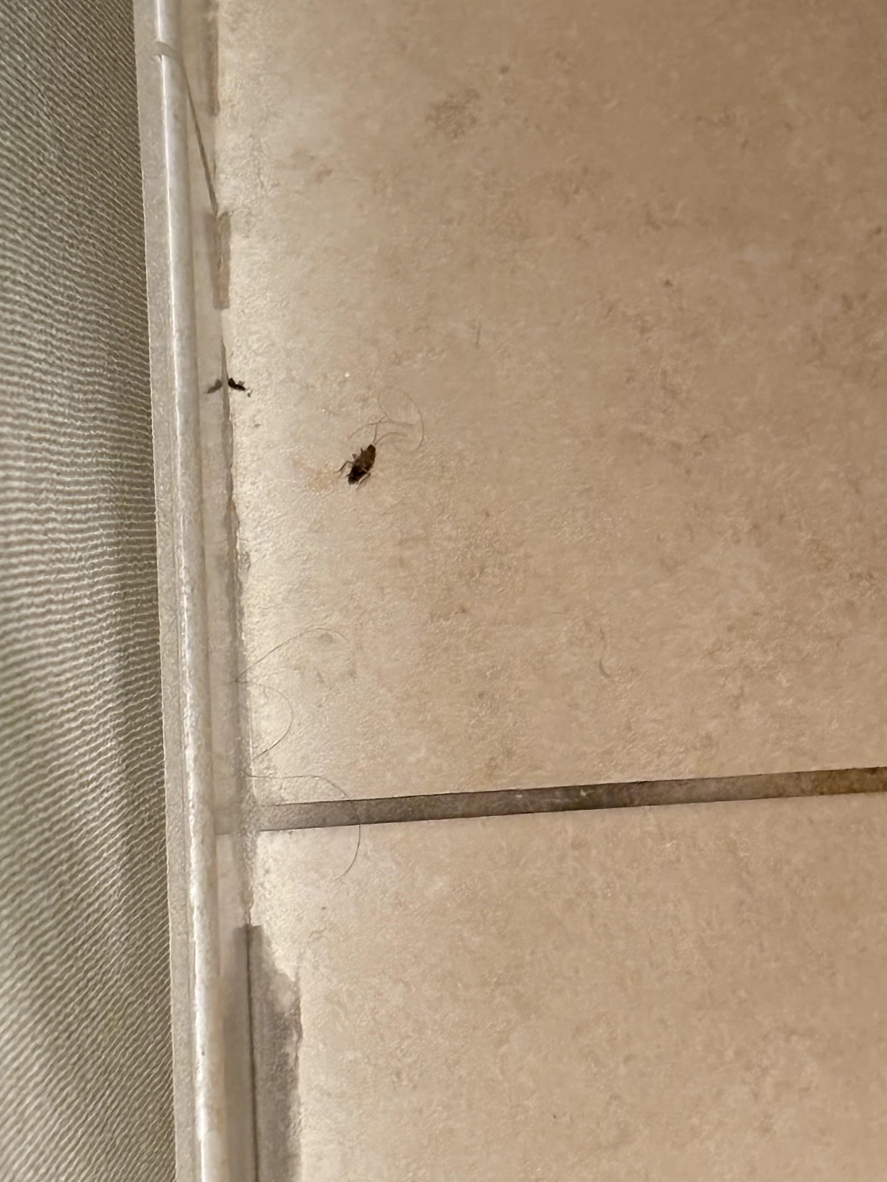 Dead roach in bathroom and hair that was not cleaned 
