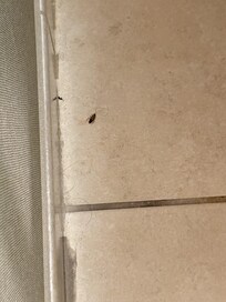 Dead roach in bathroom and hair that was not cleaned