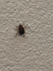 The resident all ready in the room aka cockroach