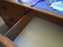 Roaches in dresser drawer