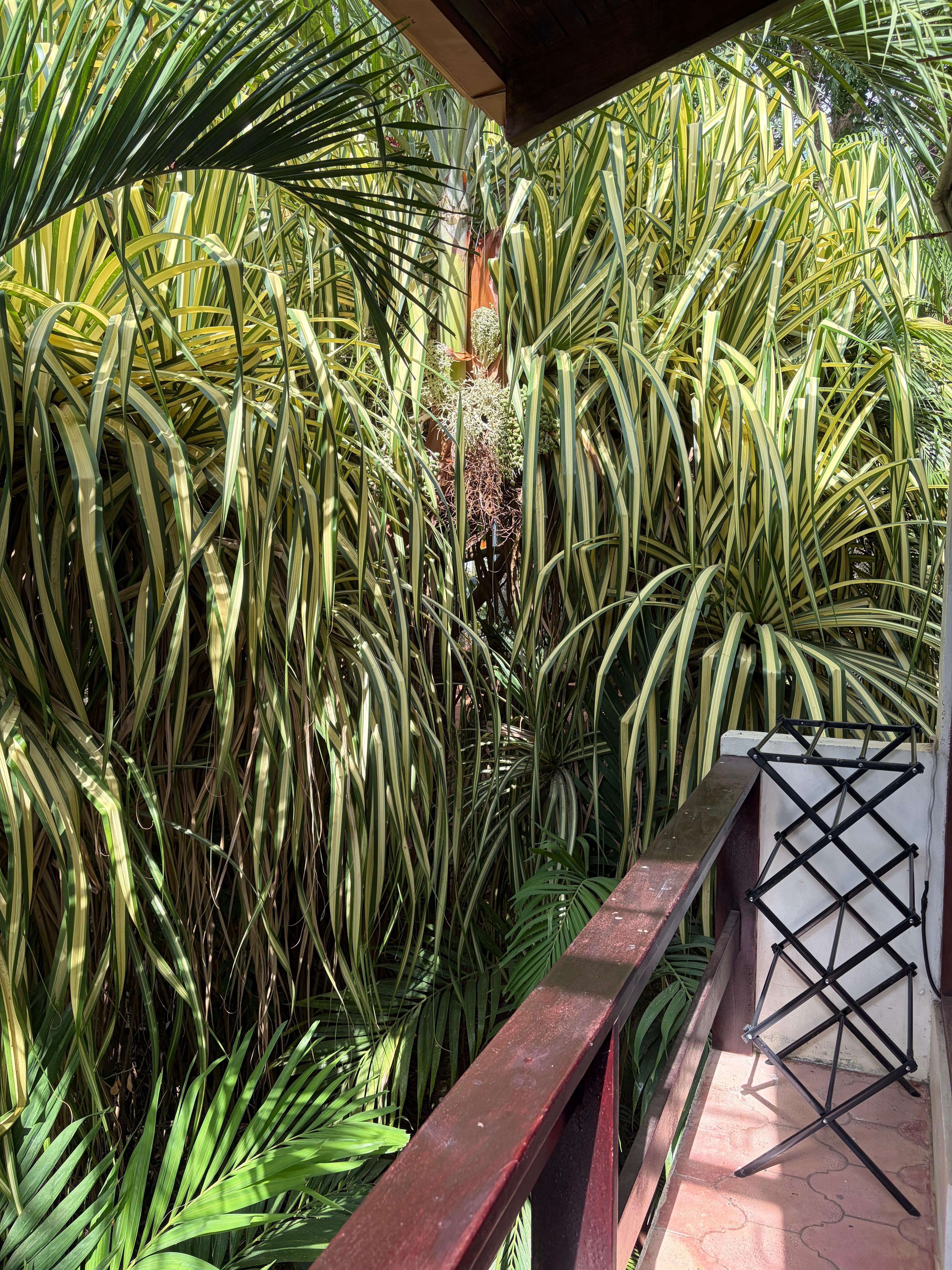 View from standing room only balcony 