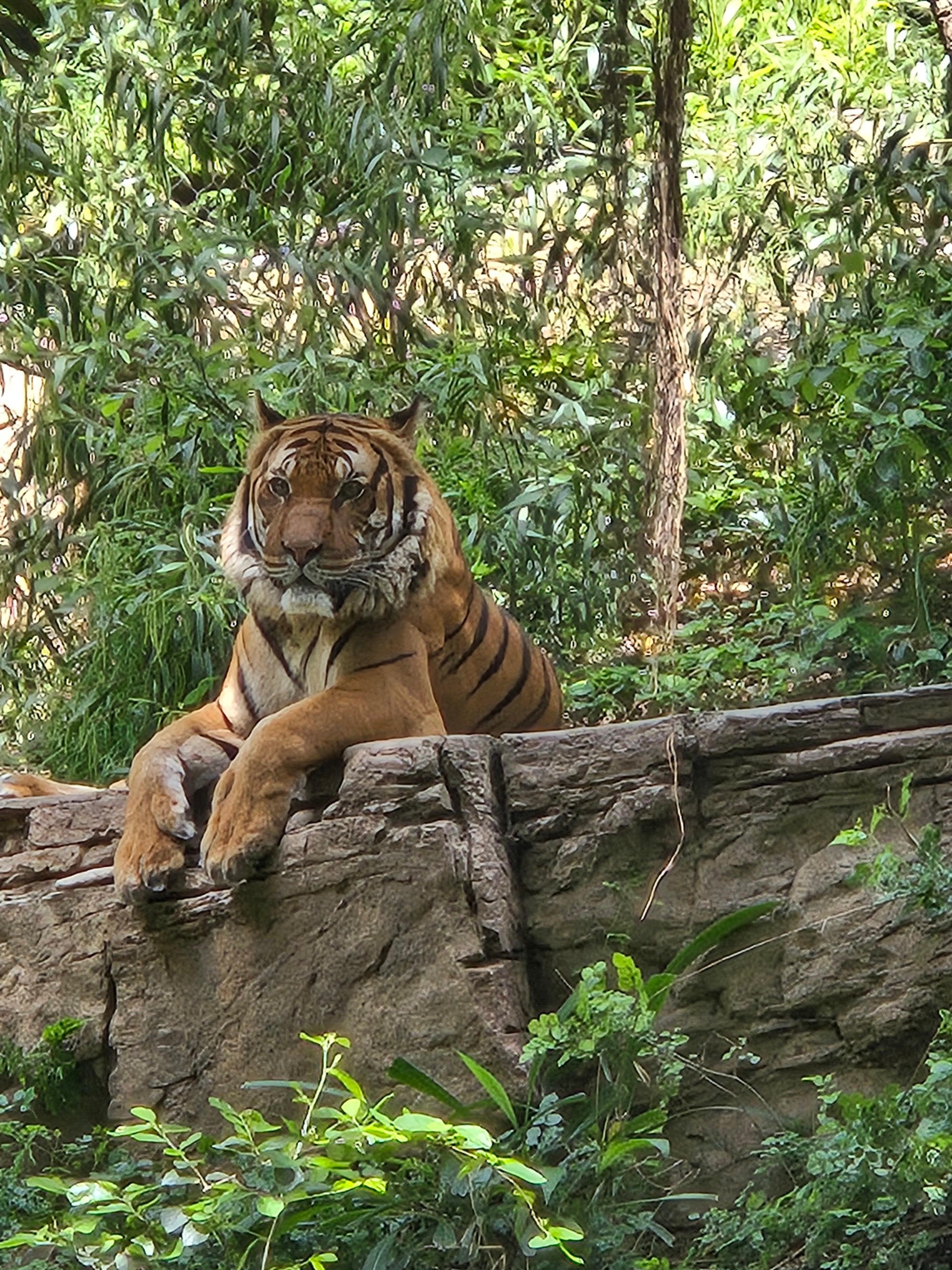 San Diego Zoo did not disappoint.