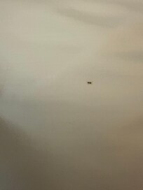 Ant in the bed