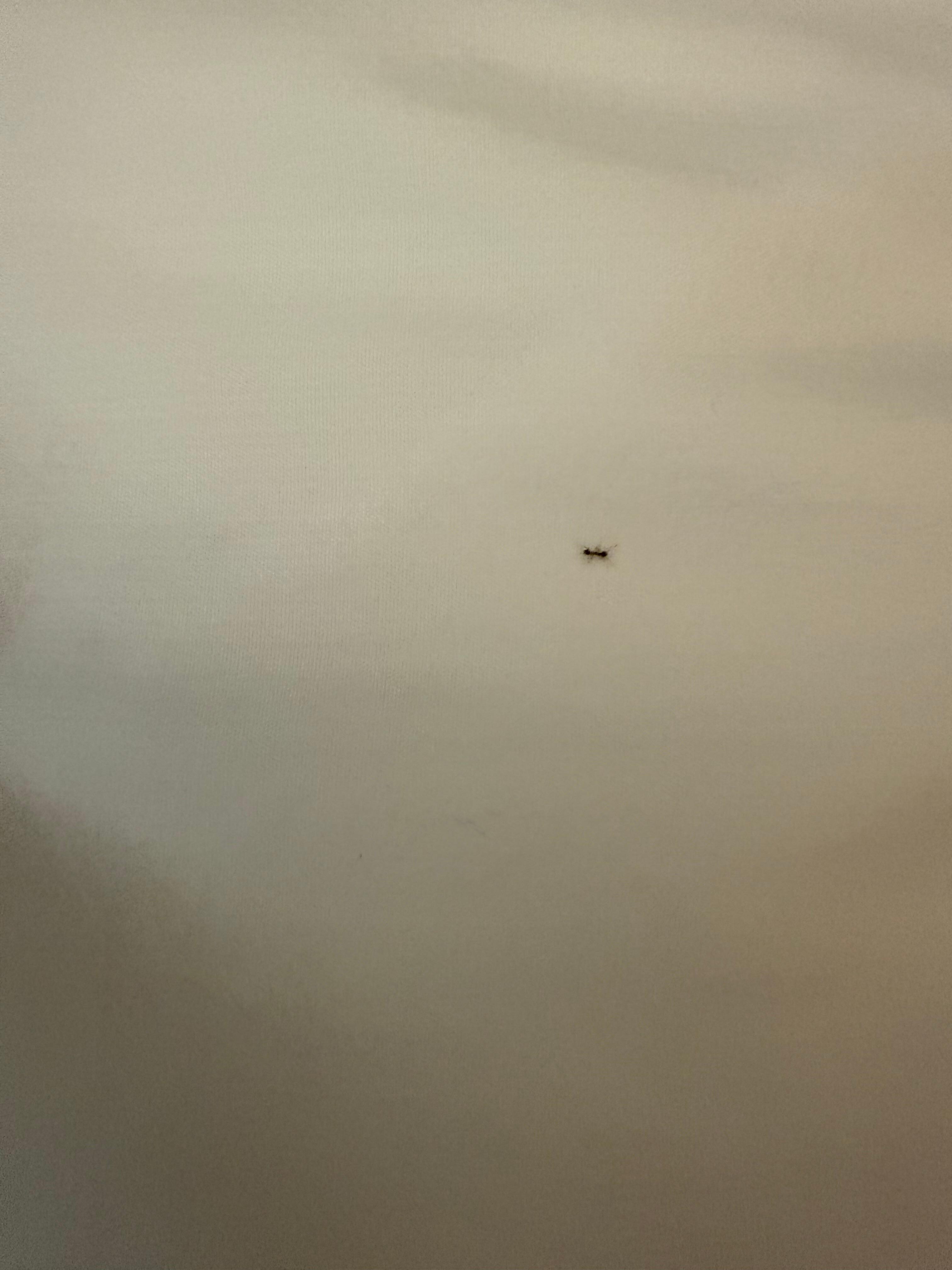 Ant in the bed 
