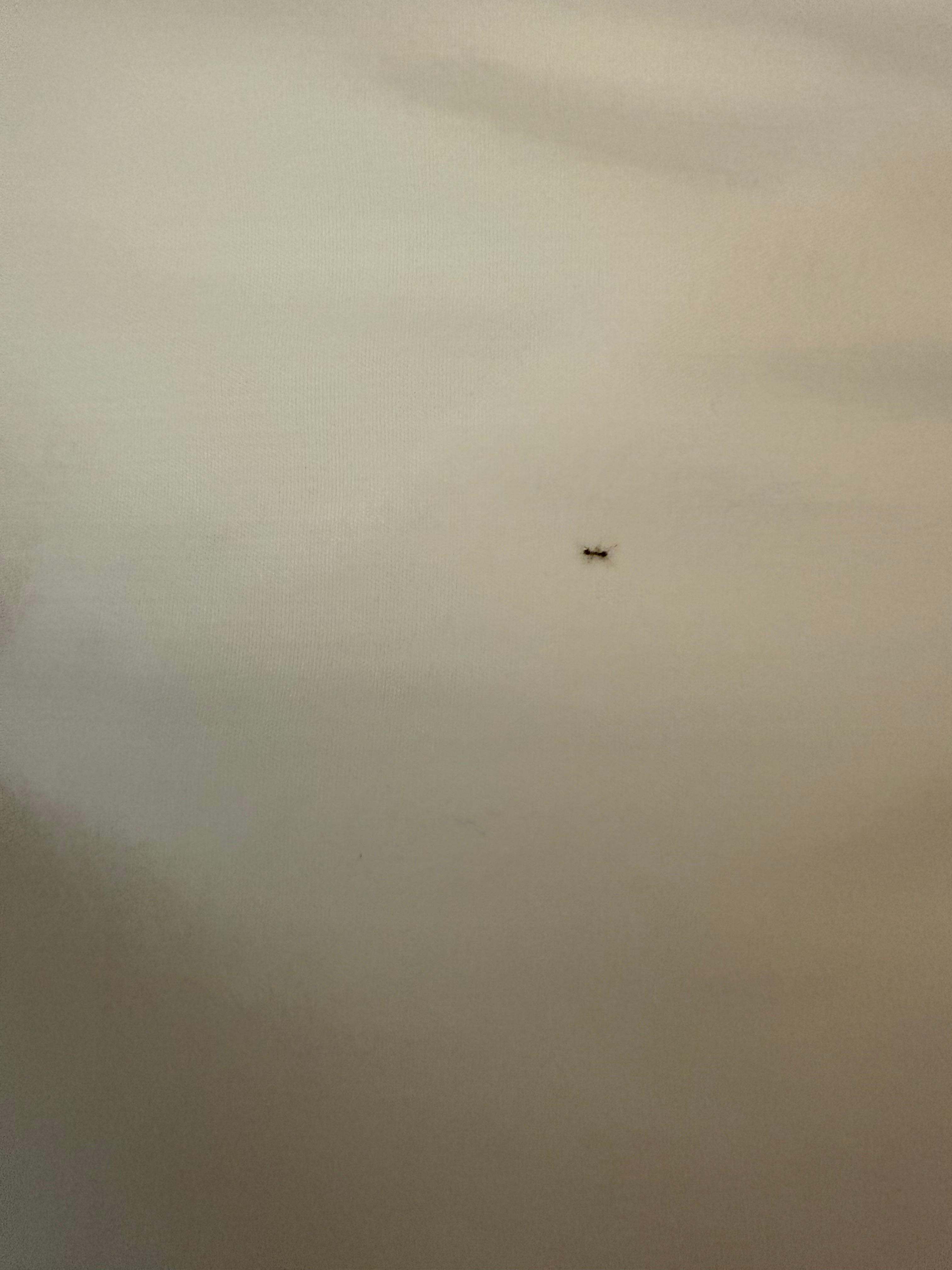 Ant in the bed