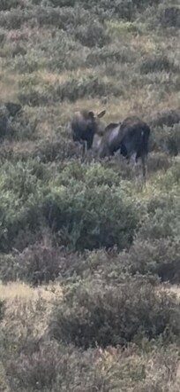 Moose