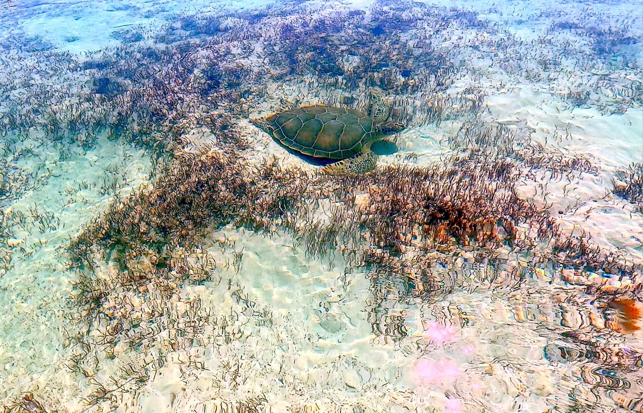 Turtles at the mangroves