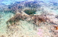 Turtles at the mangroves