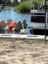 Swans a-plenty!