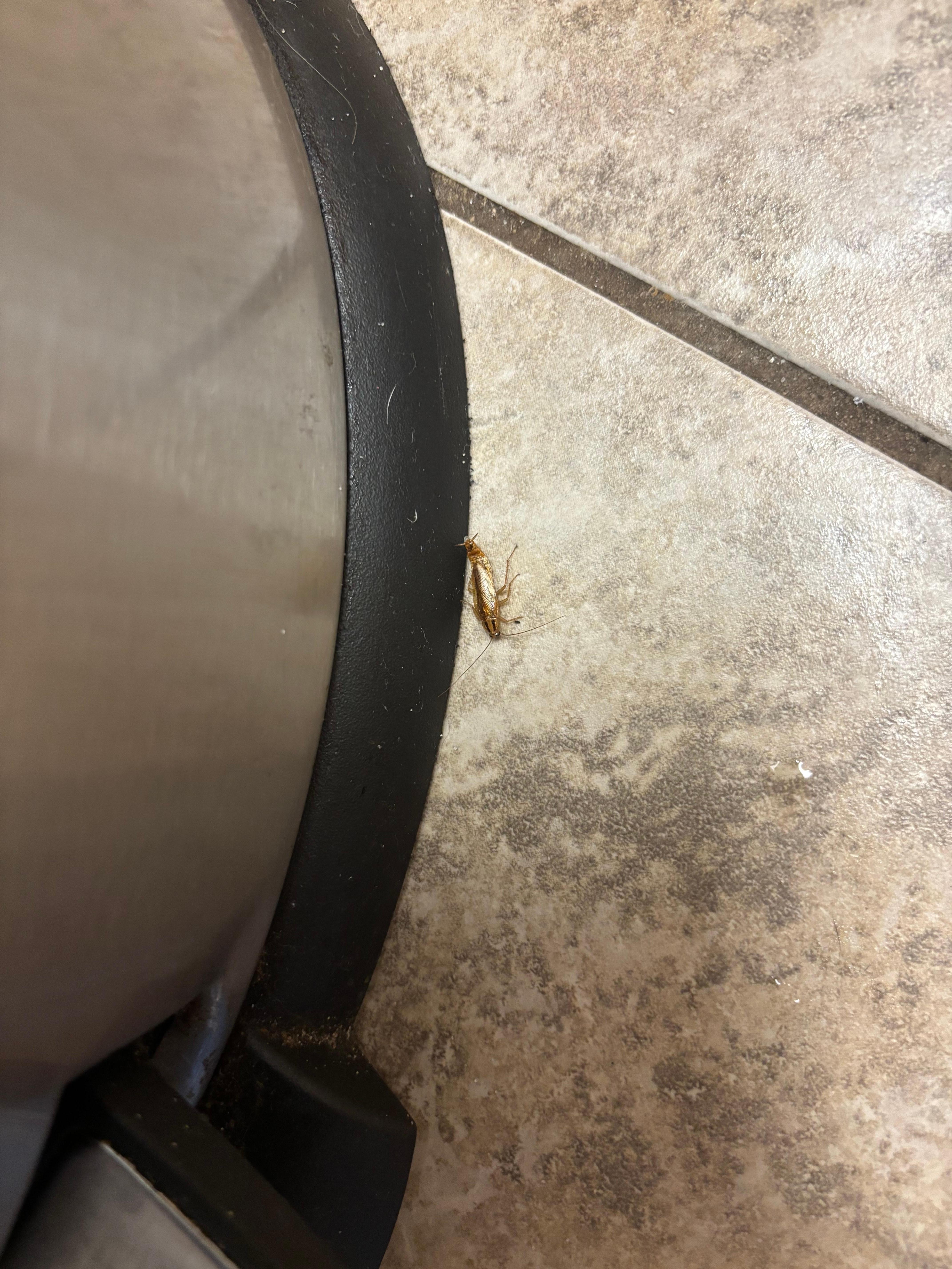 In kitchen by trash can 