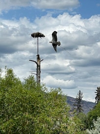 Waterfront wildlife trail