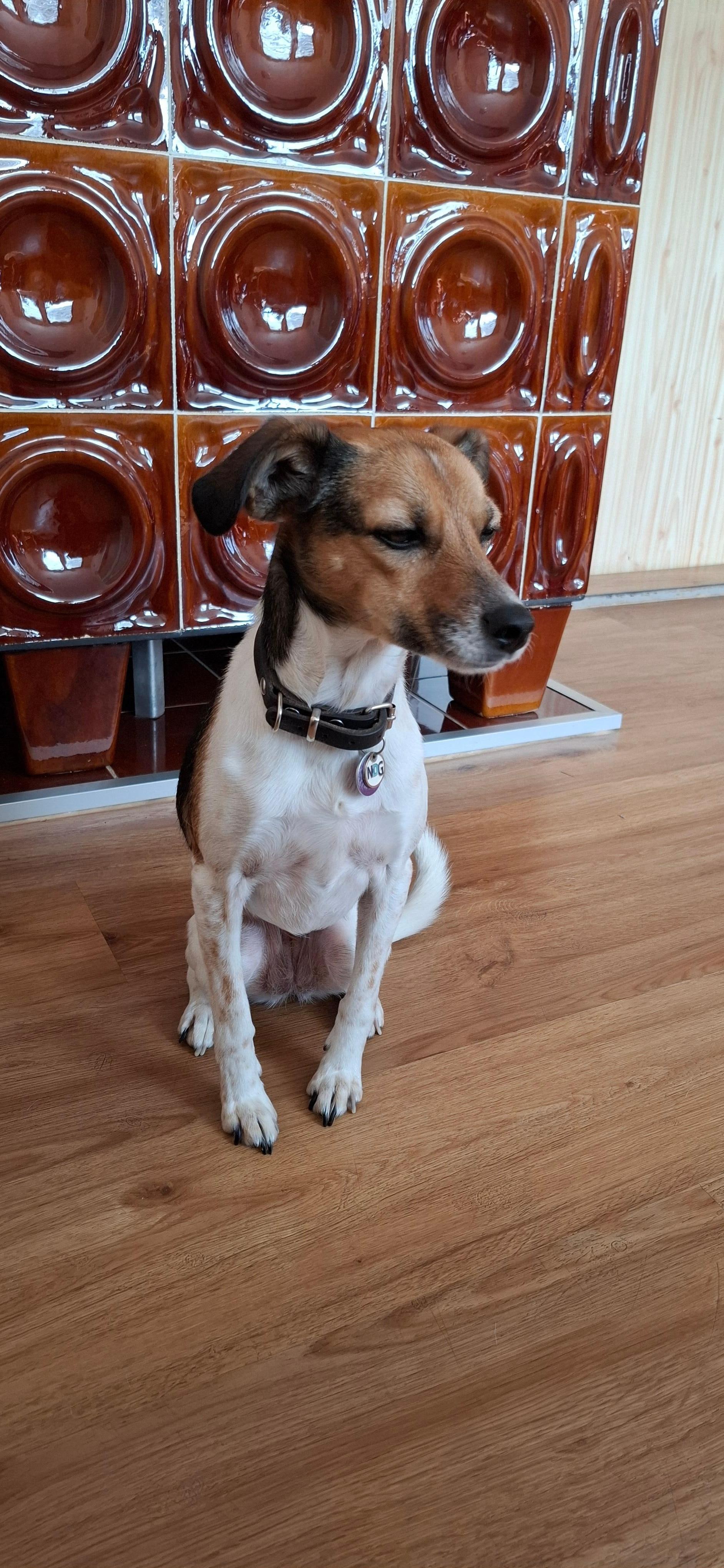 Ook hondje Laika voelde zich meteen thuis.