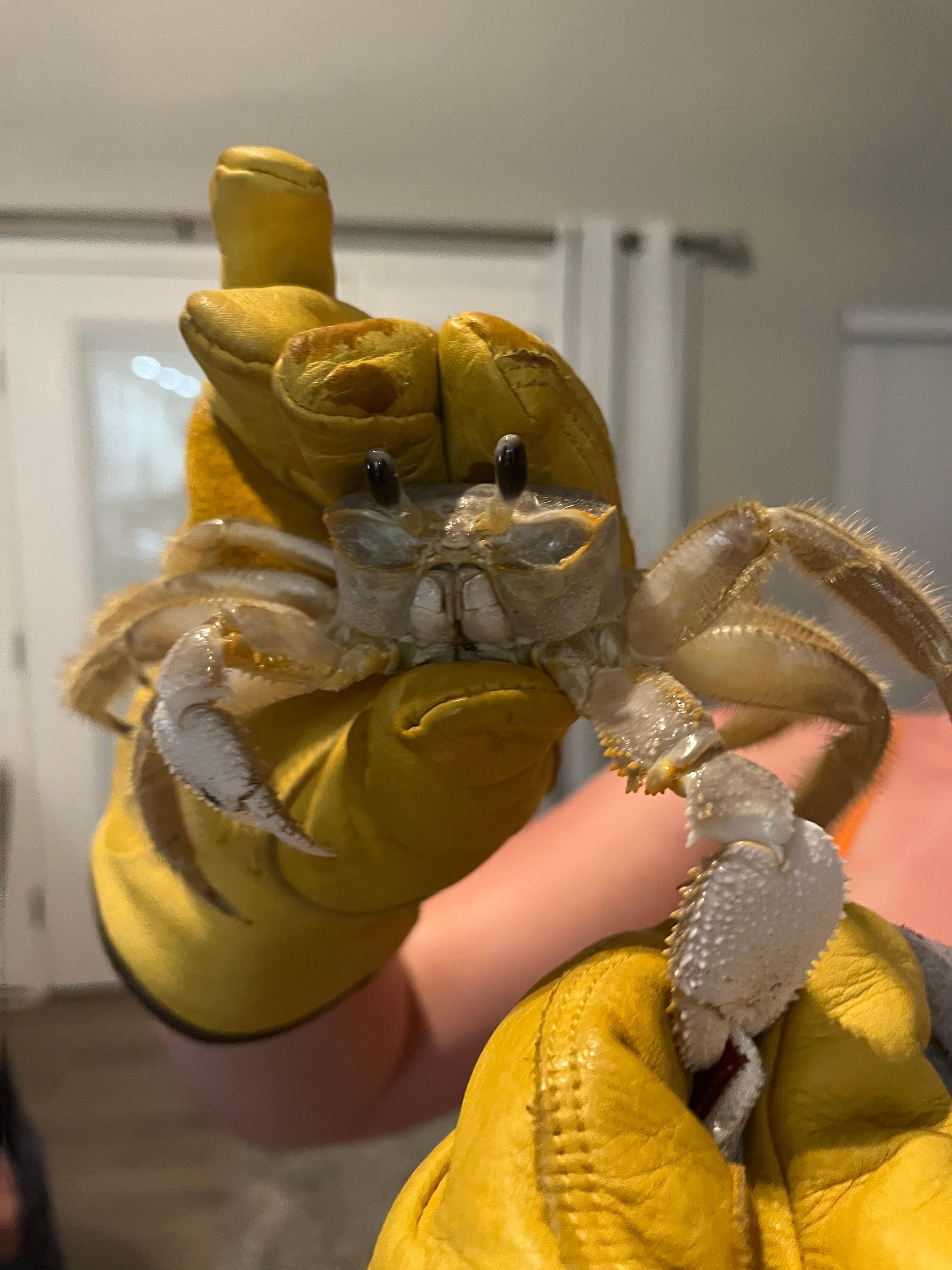 Our daughter caught a crab right under the house!!