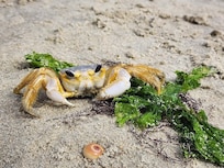 This guy was pretty chill!  haha! 🦀