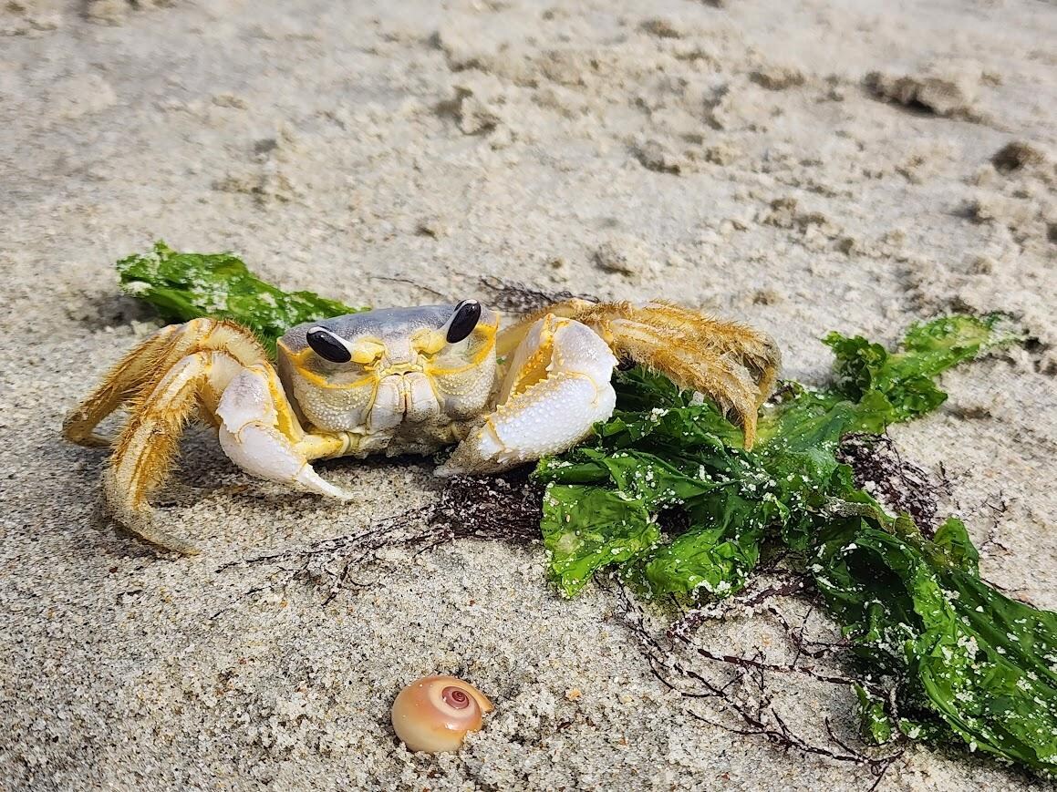This guy was pretty chill!  haha! 🦀