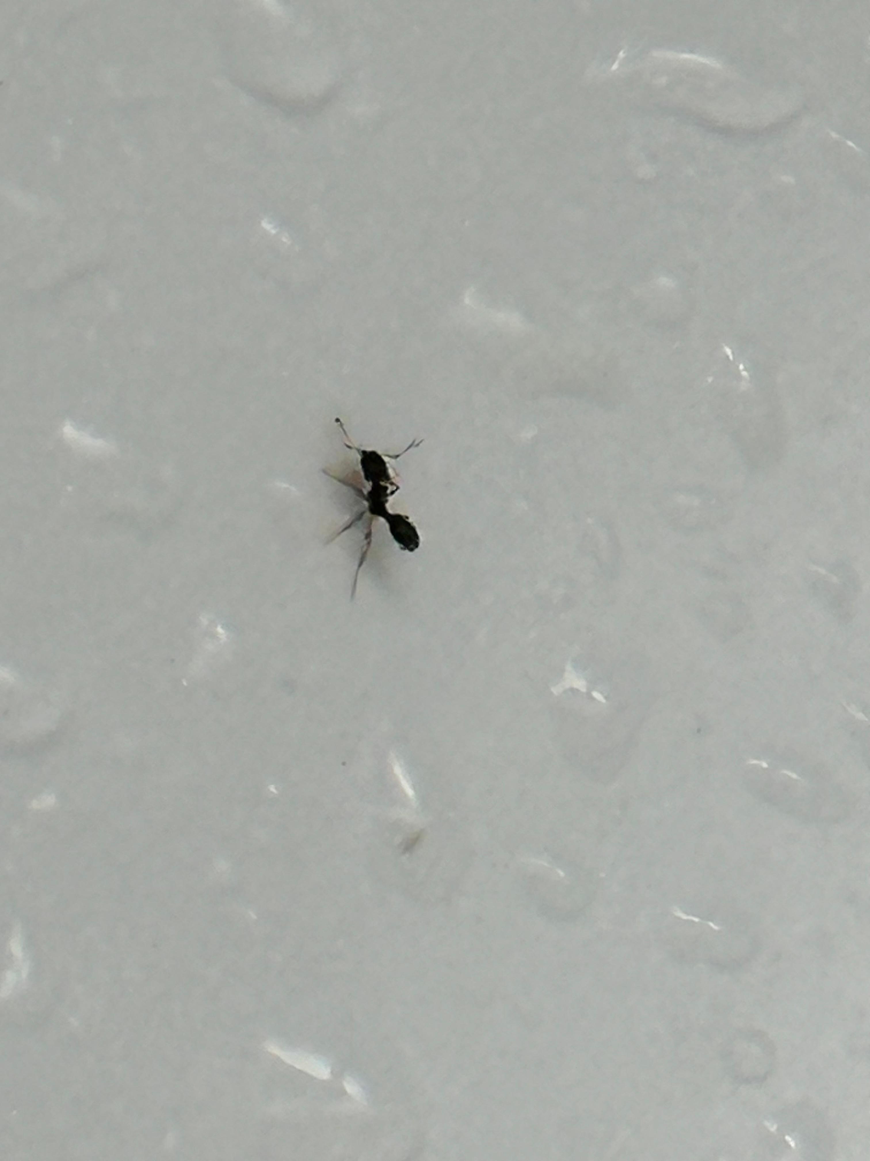Ants in the sink