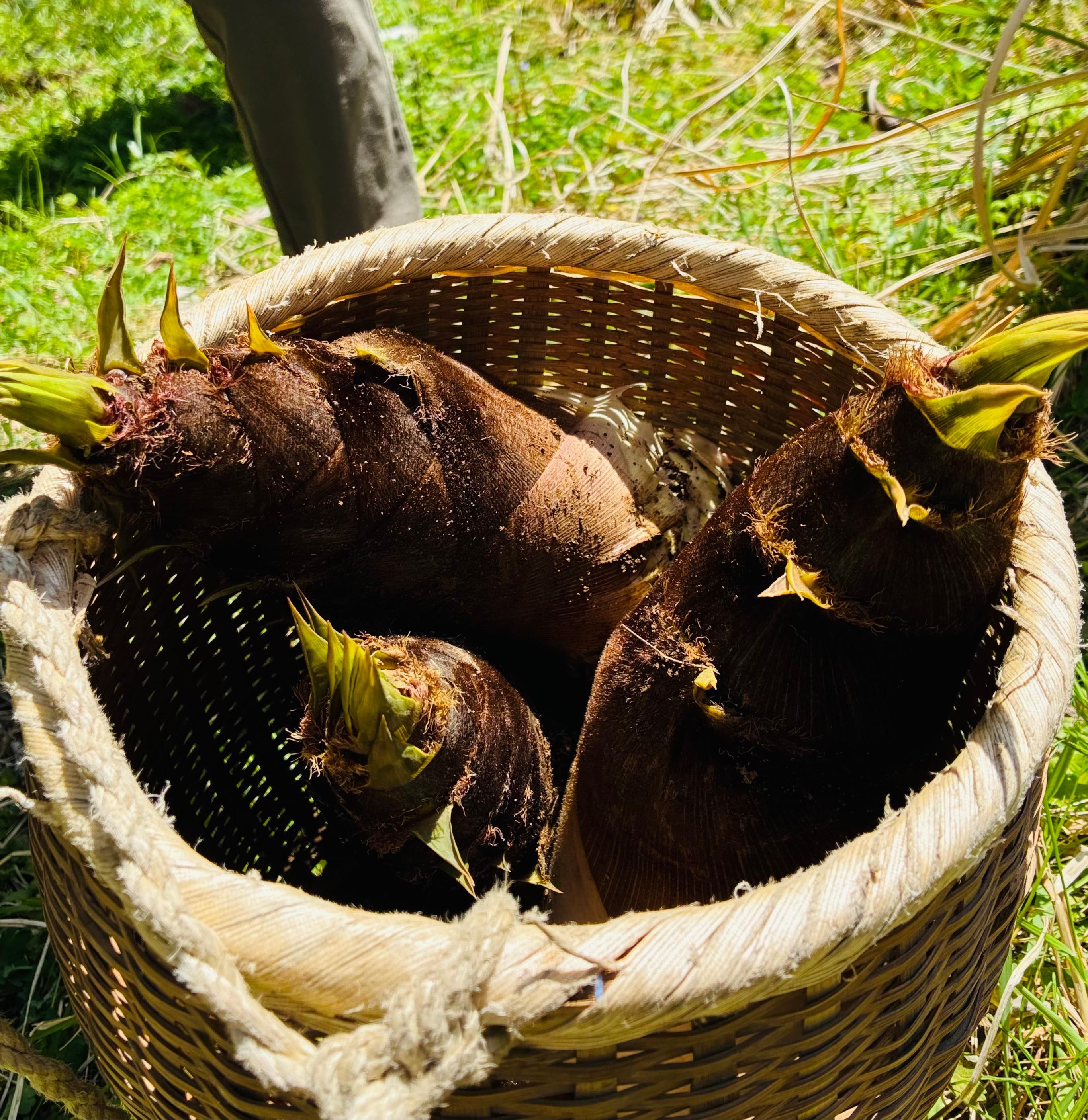 Harvested bamboos 
