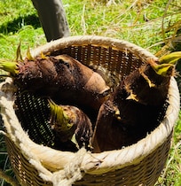 Harvested bamboos