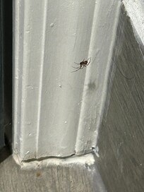 Spider in bathroom.