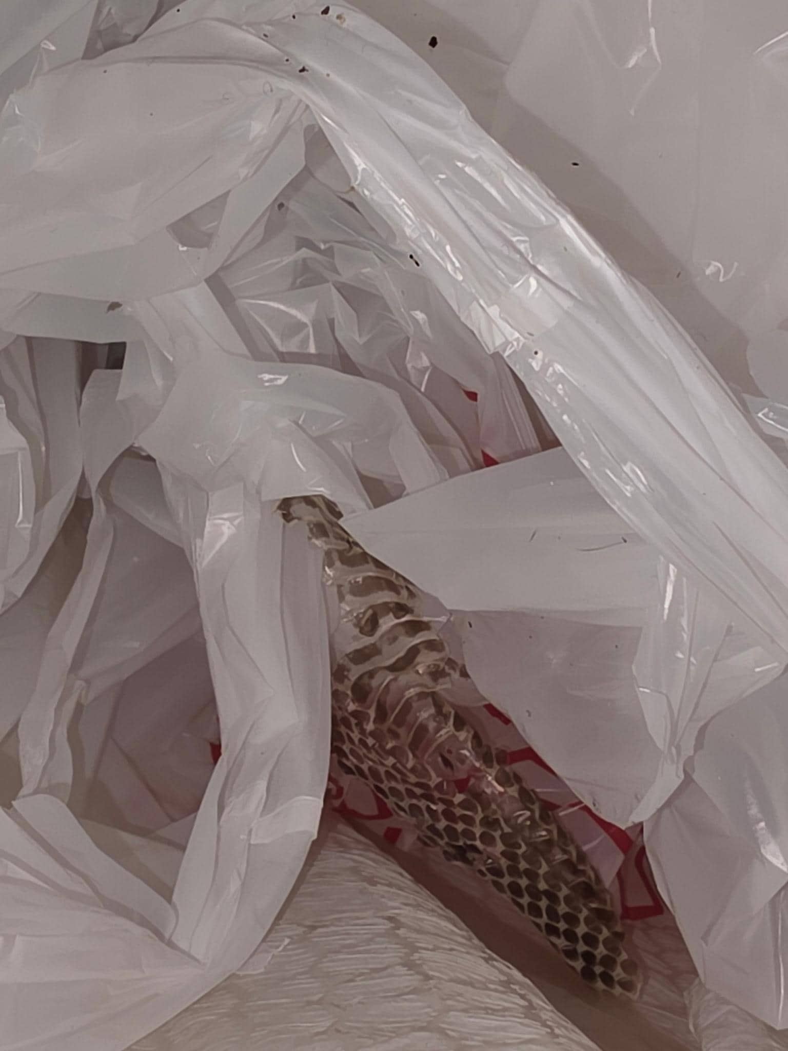 Snake skin swept up from bedroom