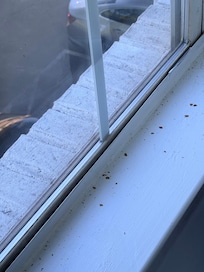 Apparently it was a newly renovated room that was released. They left the windows open but never cleaned up before they left.
