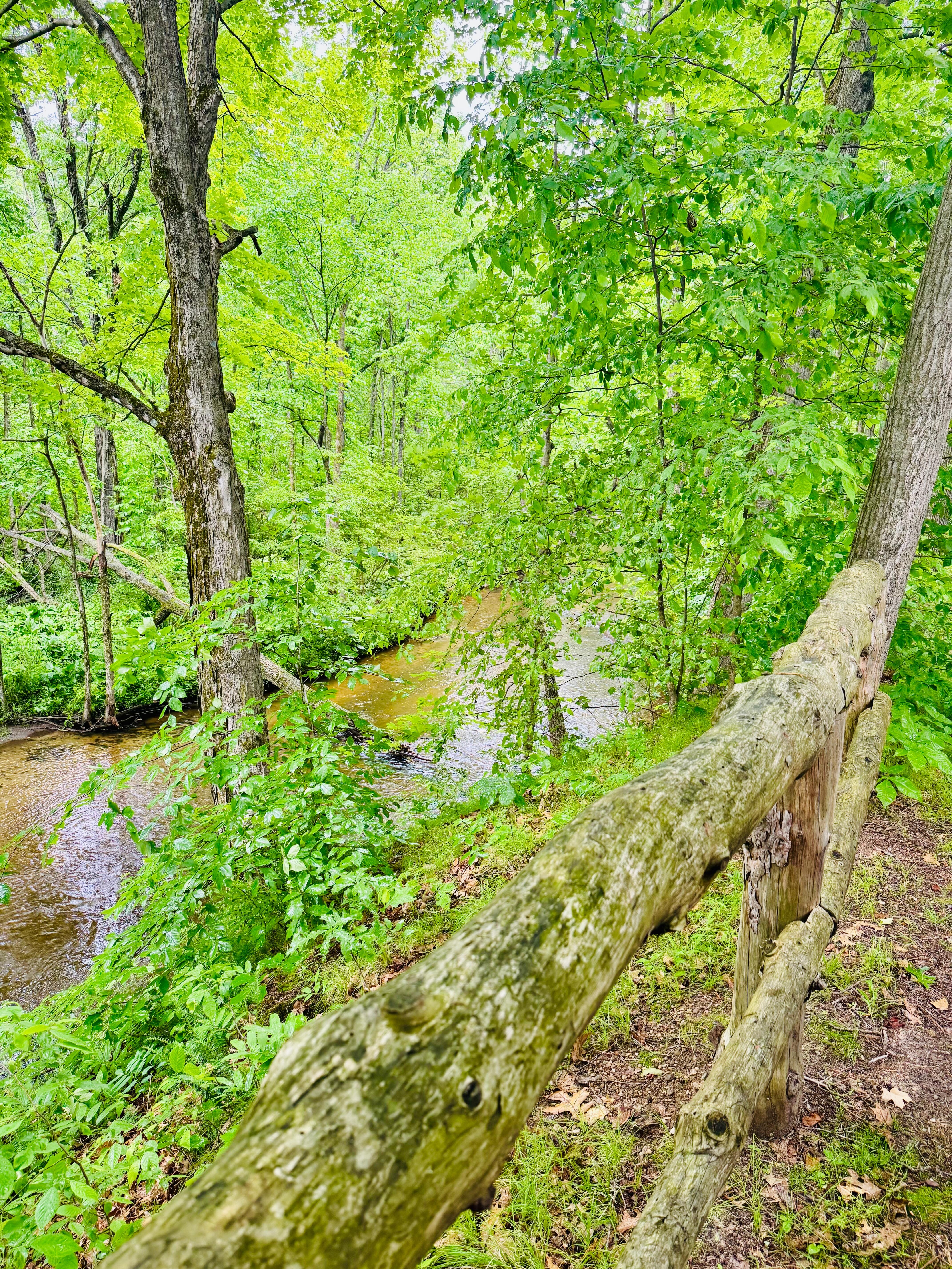 View of the river behind the cabin