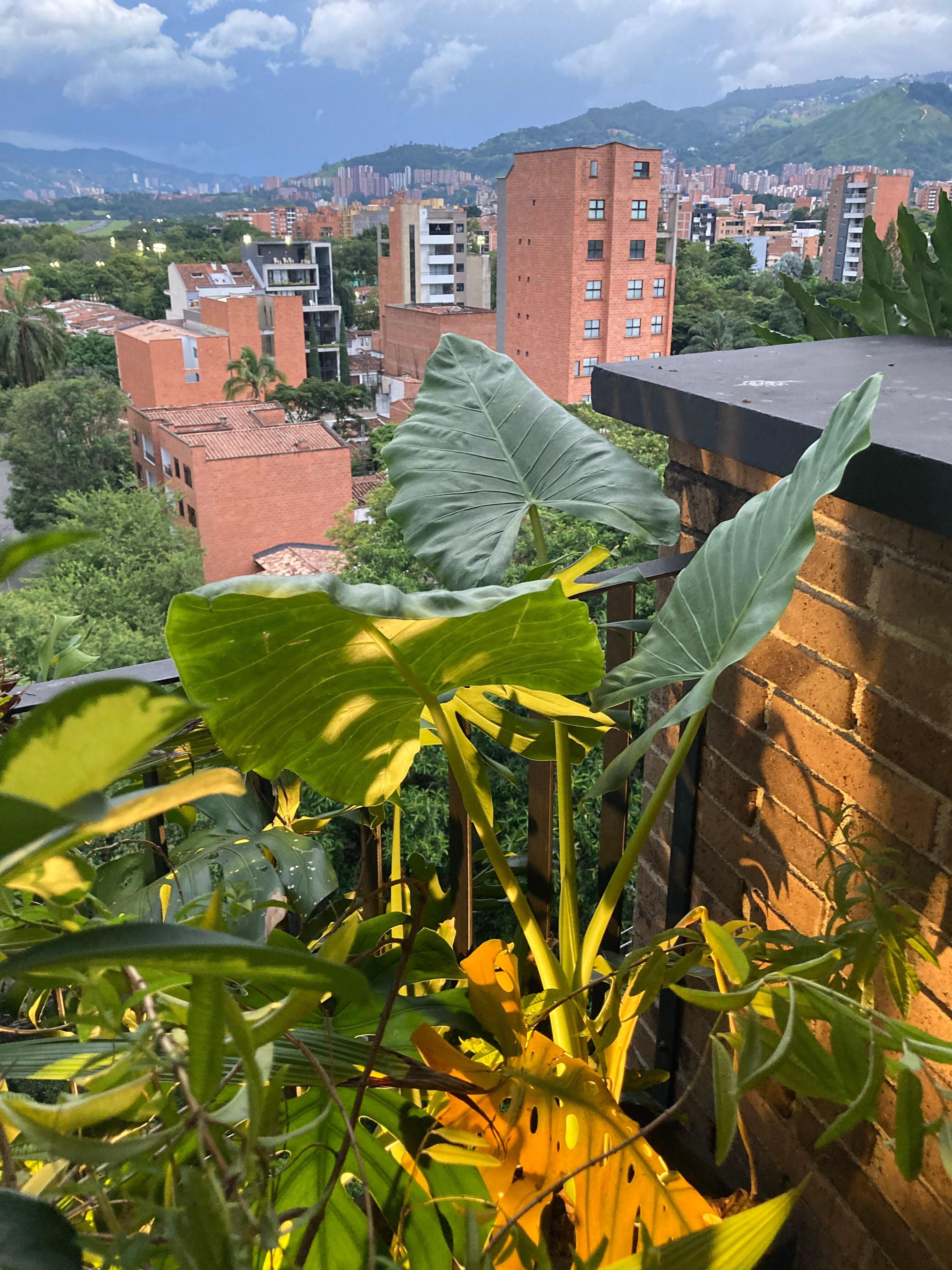 view from rooftop bar