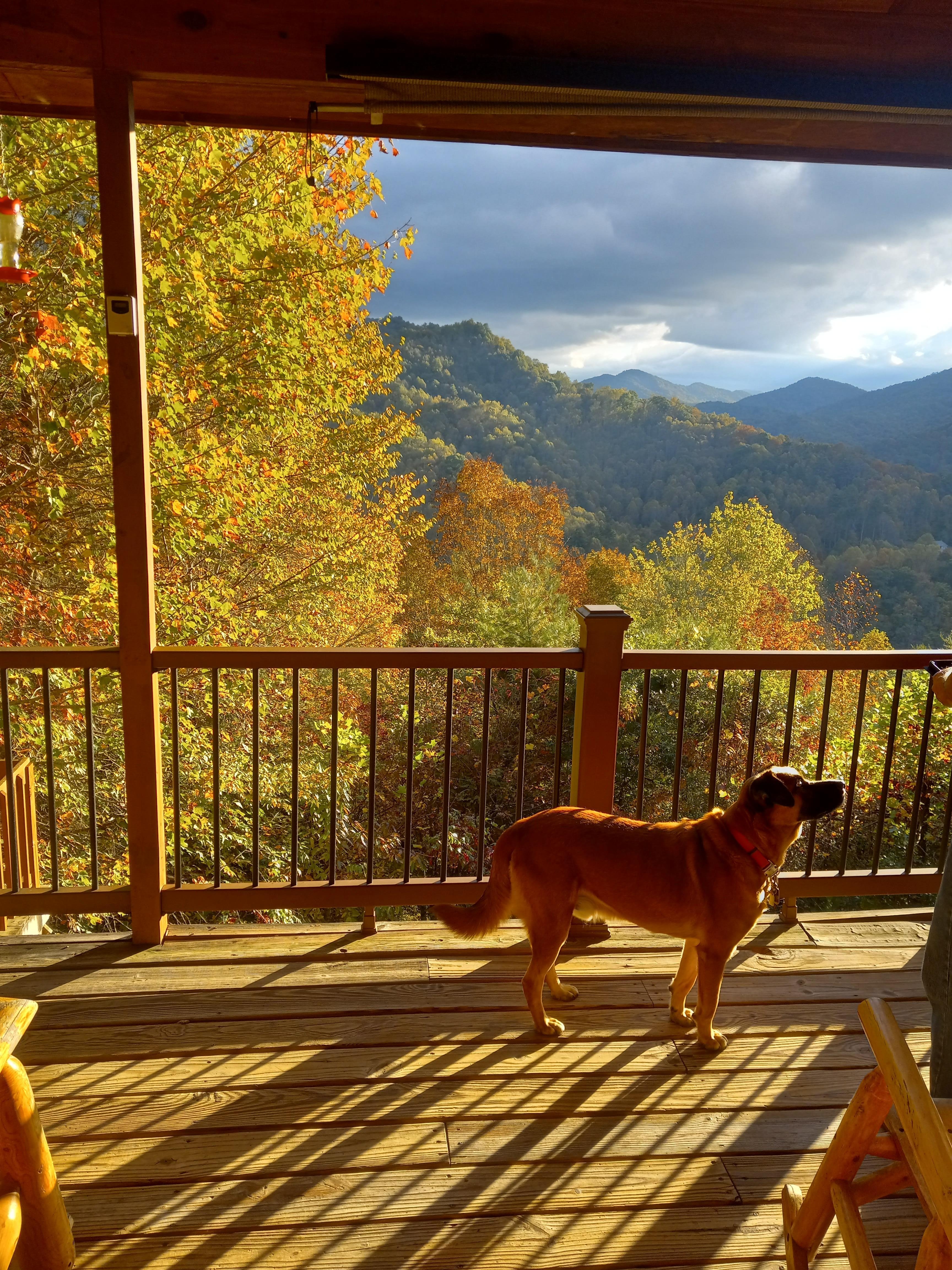 Late afternoon view of back porch with our 🐕 !
