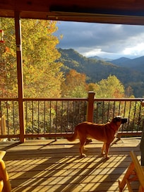 Late afternoon view of back porch with our 🐕 !