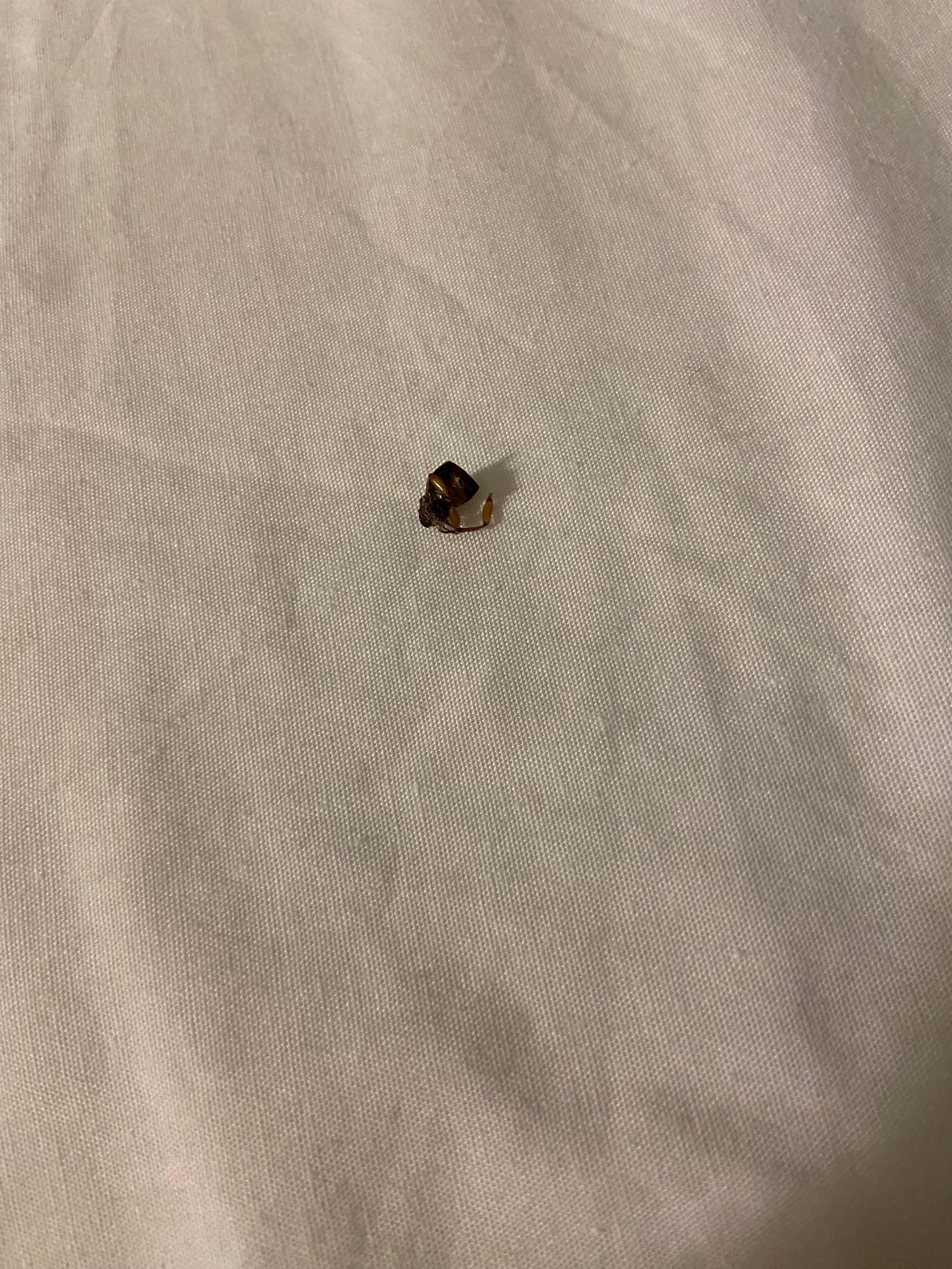 I couldn’t believe there were actually bugs in the bed. 