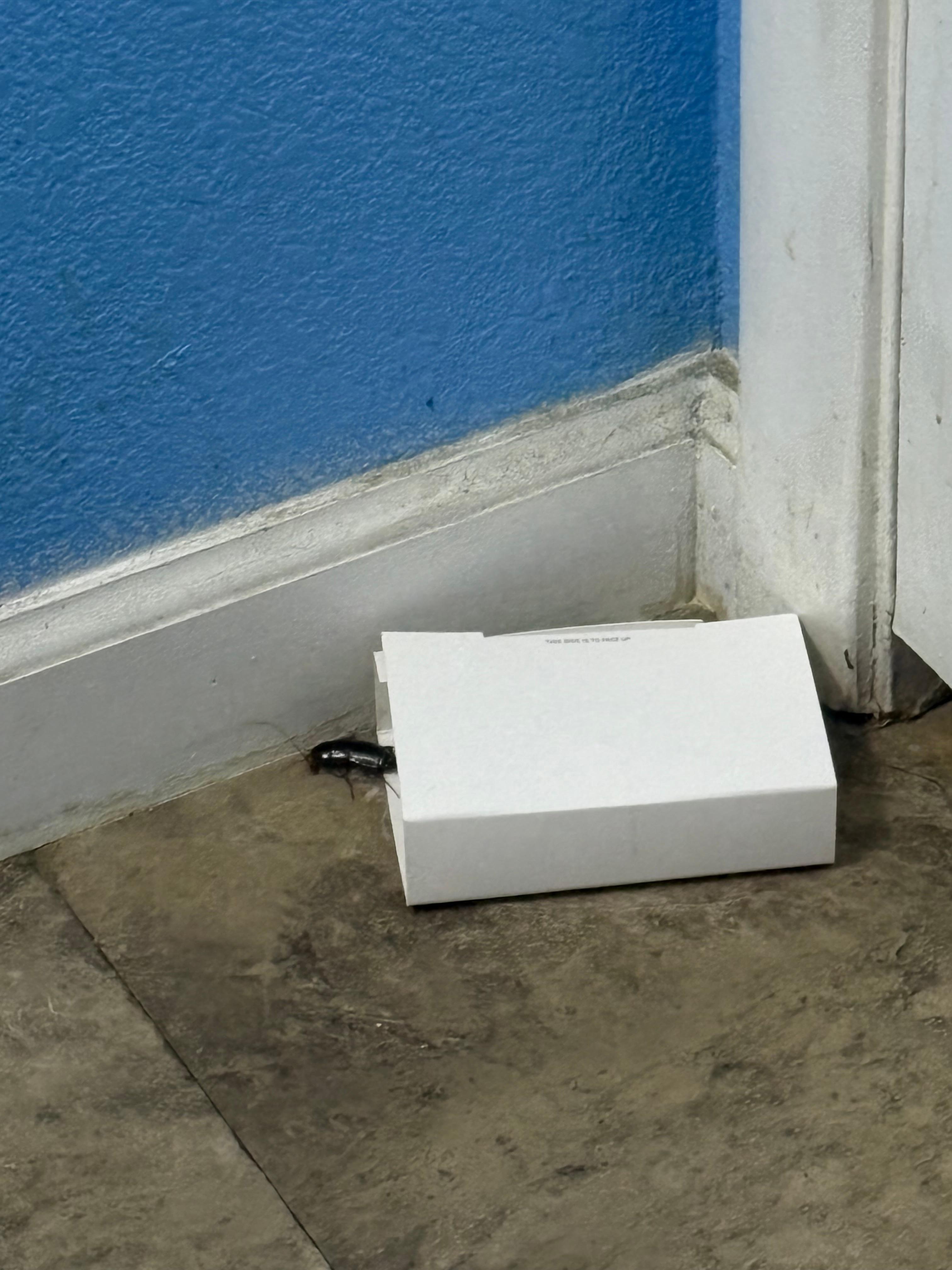 Cockroach in the bathroom