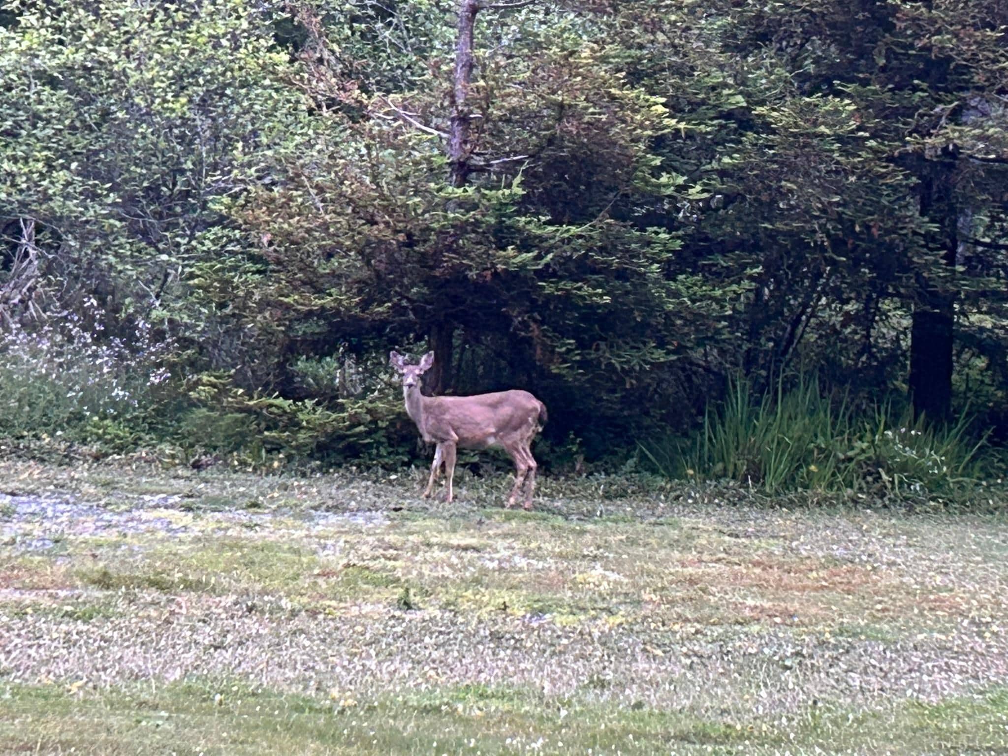 Bambi