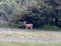 Bambi
