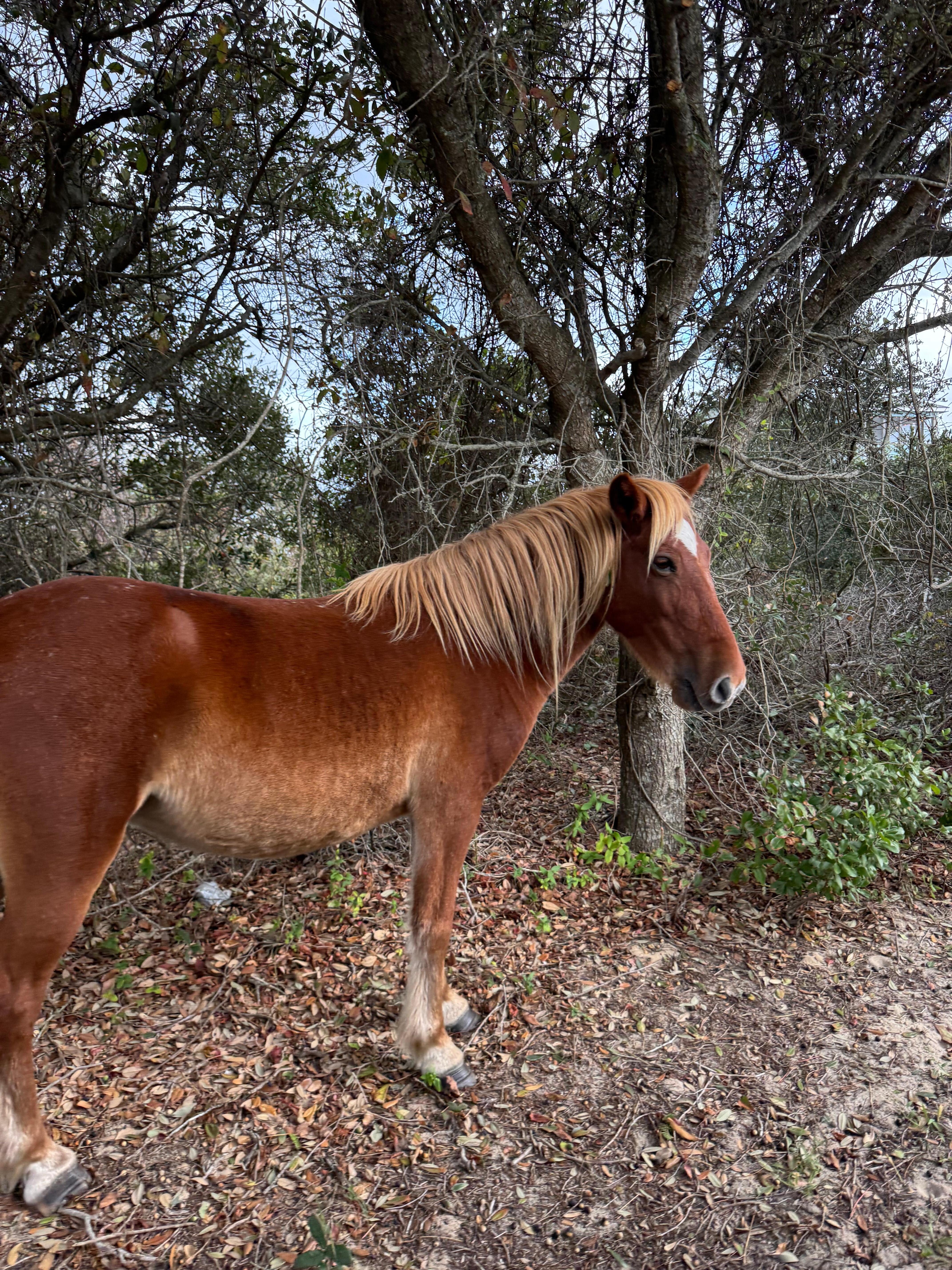 The horses visiting the driveway 