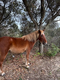 The horses visiting the driveway