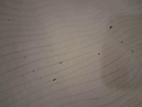 Bugs