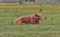 Highland Coo!