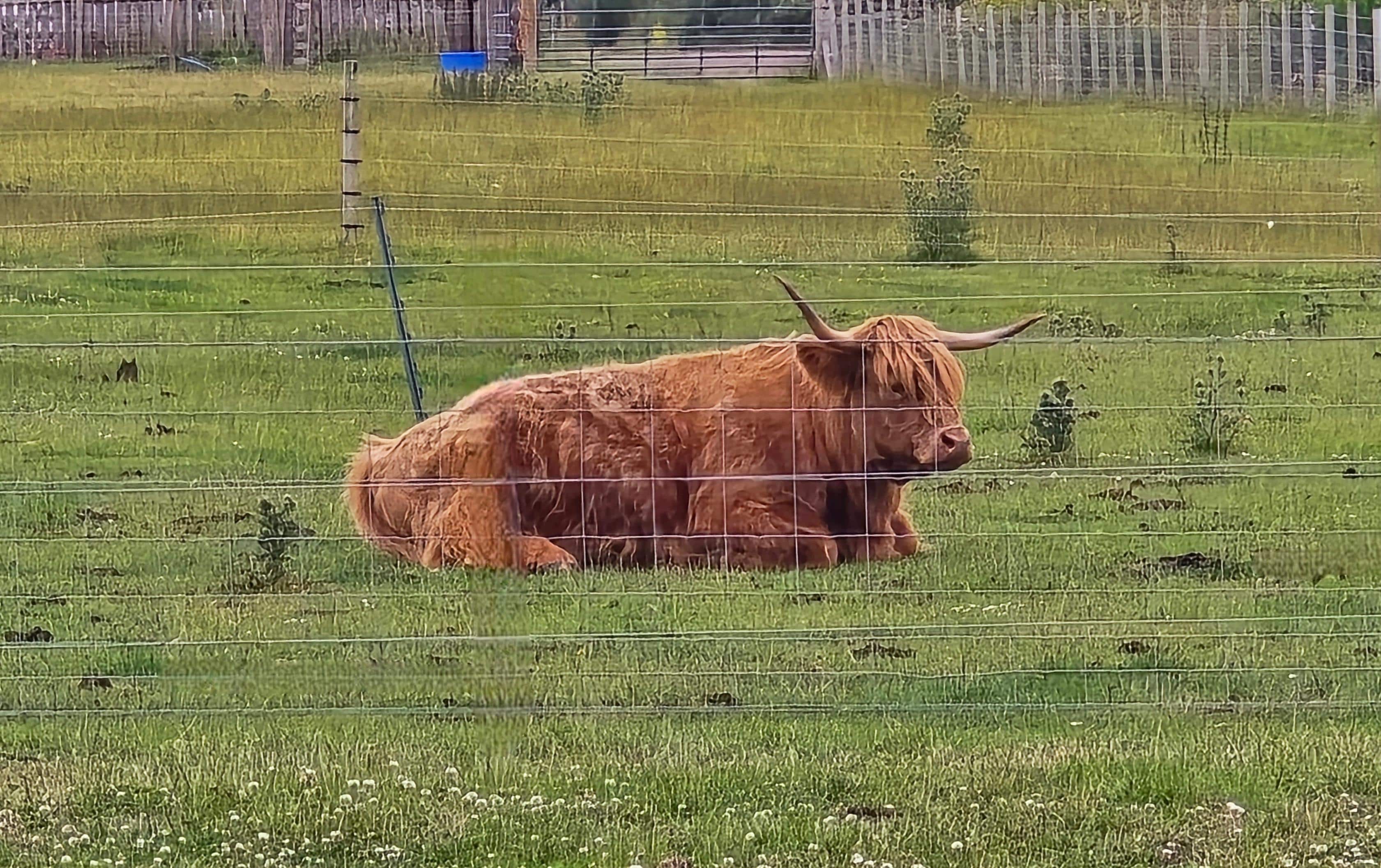 Highland Coo!